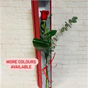 Kisses Boxed Rose 