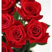 Luxury 24 Rose Bouquet 